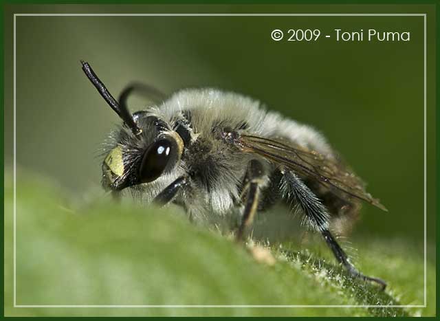 Imenottero siciliano: maschio di Eucera oraniensis